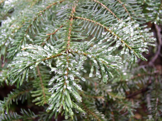 Newton Creek Oct 16 2005 051 